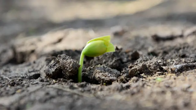 Brote de pasto en medio de la tierra
