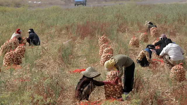 رئیس اتحادیه فروشندگان سبزی و میوه مشهد پیشبینی ککرد با افزایش قیمت پیاز، کشت این محصول در سال جاری افزایش یابد