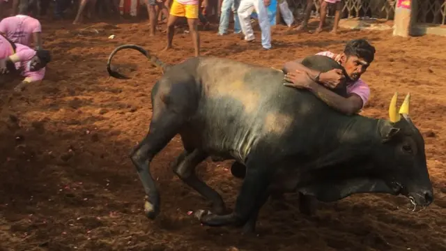 காளையின் திமிலை பிடித்து அதனோடு பயணித்த மாடுபிடி வீரர்