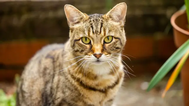 Dylan the cat