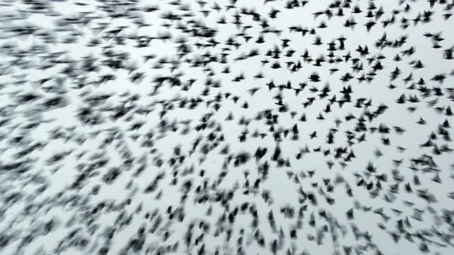 स्कॉटलैंड और इंग्लैंड की सीमा के पास वाले इलाकों में यह नज़ारा आम होता है