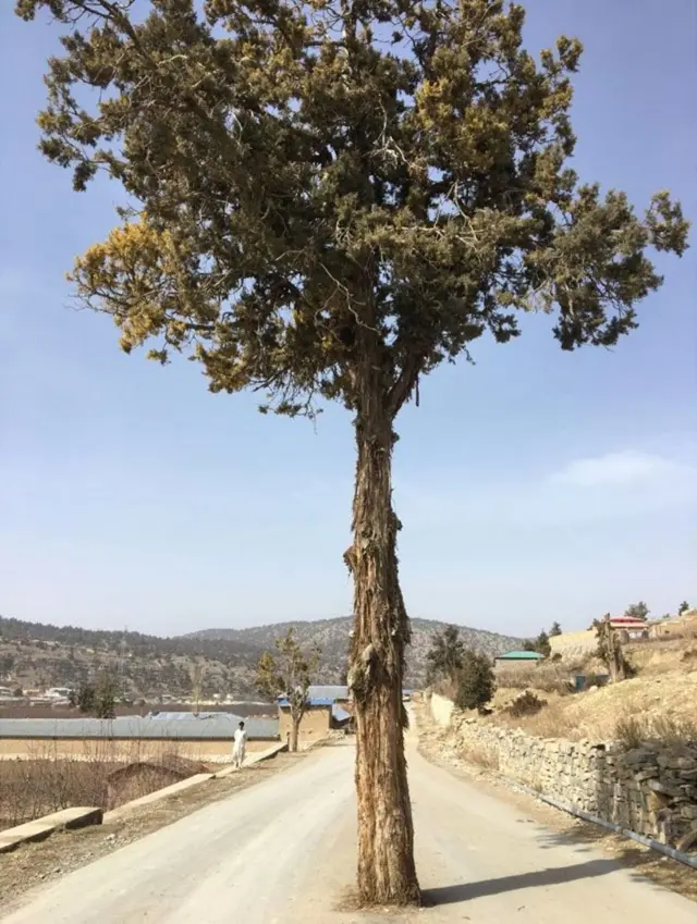 जूनिपर पेड़