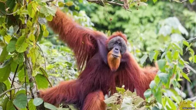 सुमात्रा में पाया जाने वाला नर वानर