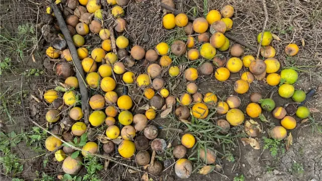 पावसामुळे सडलेली मोसंबी