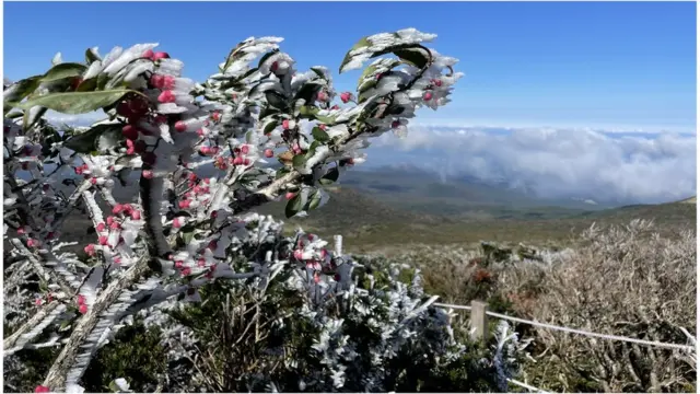 한라산에 상고대 활짝. 17일 오전 영하권 기온을 보인 한라산에 올 가을 첫 상고대(영하의 날씨에 대기 중 수증기가 나무에 얼어붙어 얼음꽃이 핀 것)가 하얗게 펴 있다