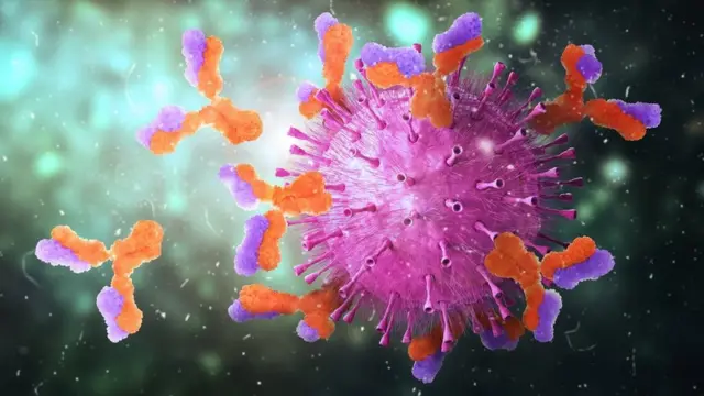 এন্টিবডি। ইলাস্ট্রেশন।