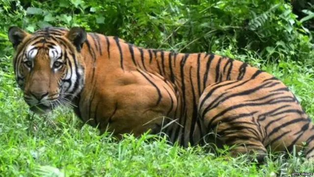 ਆਦਮਖ਼ੋਰ ਬਾਘਣੀ ਨੂੰ ਗੋਲੀ ਮਾਰਨ ਦੇ ਹੁਕਮਾਂ ਨੂੰ ਰੱਦ ਕਰਨ ਲਈ ਰਾਸ਼ਟਰਪਤੀ ਕੋਲ ਅਪੀਲ (ਸੰਕੇਤਕ ਤਸਵੀਰ)