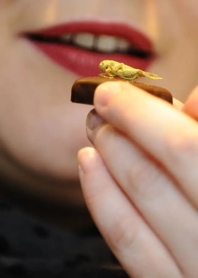 چاکلېټ + حشره (فرانسه)