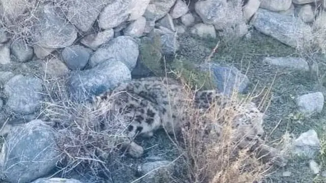 کاربران شبکه‌های اجتماعی با همرسانی این عکس گفته که این همان پلنگ برفی