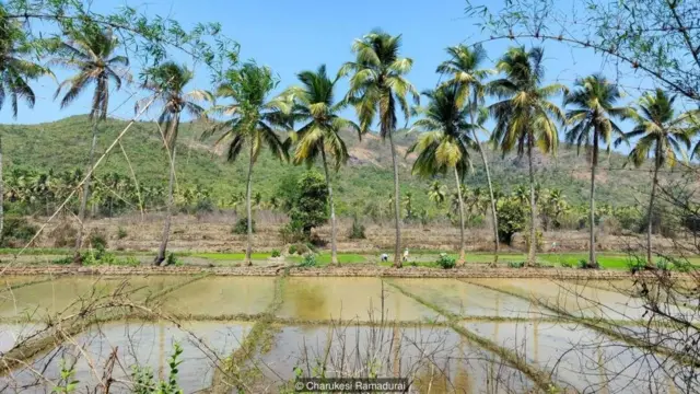 Charukesi Ramadurai
