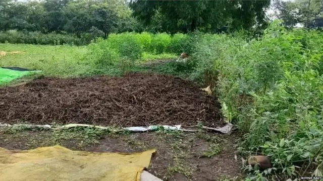 शेतात काढून ठेवलेली सोयाबीन पावसामुळे खराब झाली आहे.