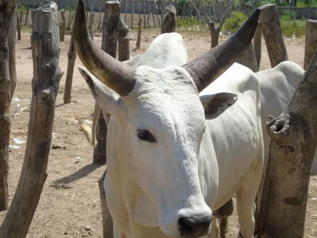 Benue Anti-grazing law