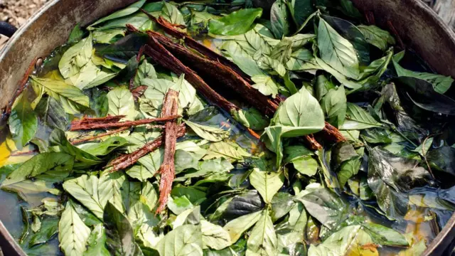 Hojas de ayahuasca y chacruna cocinadas en una ceremonia.