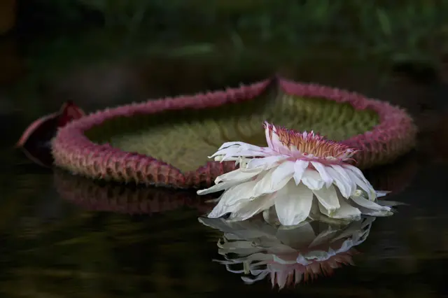 The Ring by Rosanna Castrini