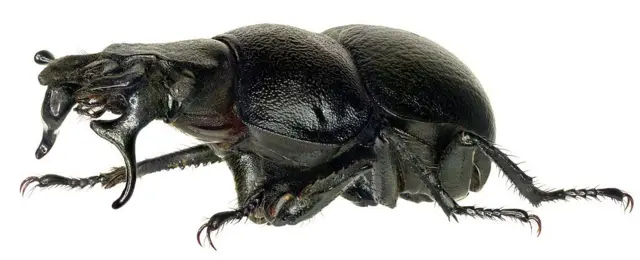 Күйеуі құрбысымен әйелін аузына сиғызады