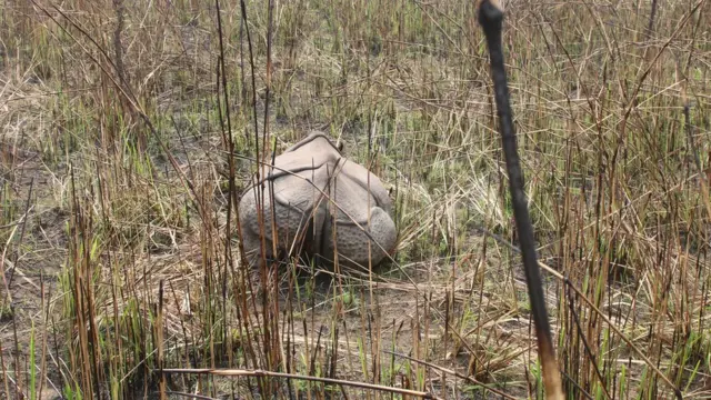 गैँडा
