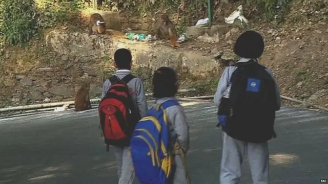 ਸਕੂਲ ਜਾਂਦੇ ਬੱਚਿਆਂ ਲਈ ਬਾਂਦਰ ਬਣਦੇ ਹਨ ਚੁਣੌਤੀ