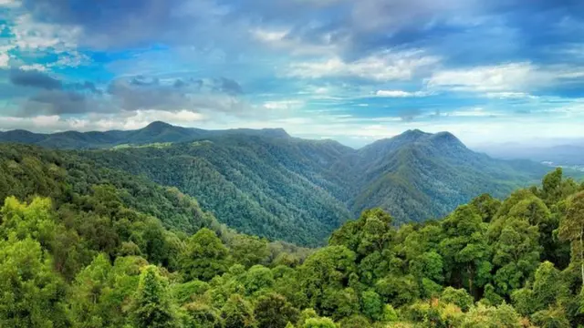 অস্ট্রেলিয়ার ডোরিগো বনভূমি