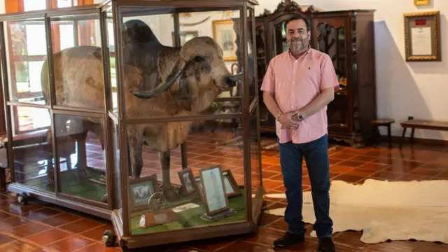 Touro Krishna, embalsamado na fazenda Cachoeira, no Paraná