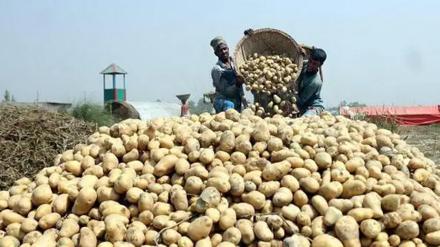 বাংলাদেশে এবছর আলুর বাম্পার ফলন হয়েছে