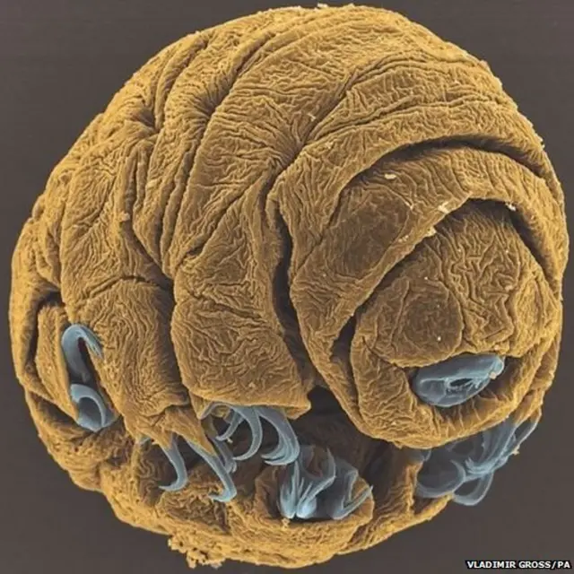 अतिसूक्ष्म जीव हिपसिबिअस दुजरदिनी