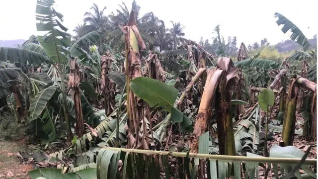 శ్రీకాకుళంలో ధ్వంసమైన అరటి పంట