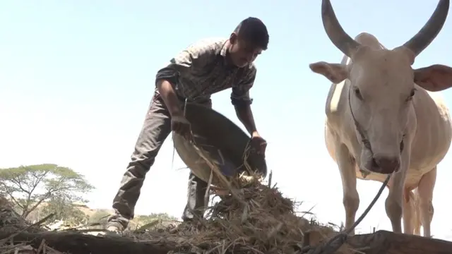 दुष्काळामुळे अमोल आणि त्याचं कुटुंब सध्या चारा छावणीत असतं.