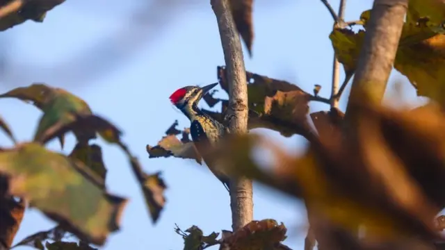 రెడ్ ఫ్లేమ్ బ్యాక్ వుడ్ పిక్కర్