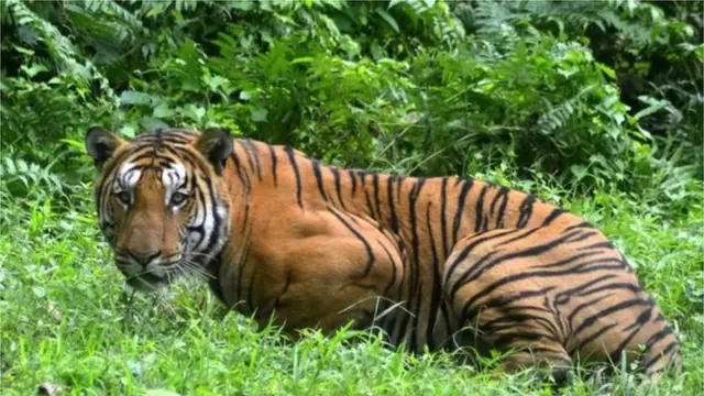 పులి పిల్లలు ఏమవుతాయి