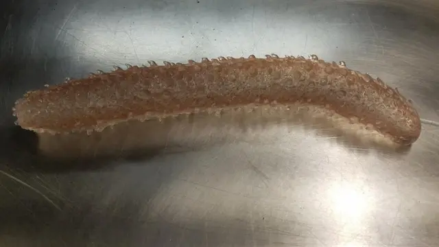 Pirosoma