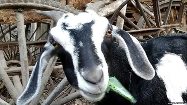 બકરીની તસવીર