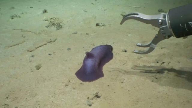 Cómo lucen los animales marinos descubiertos en el océano Índico? Revelan  impactantes fotografías, Ciencia