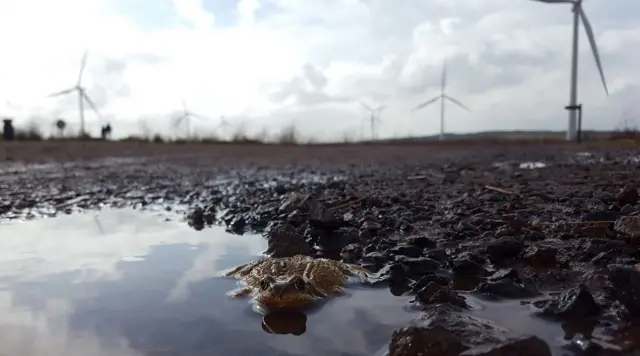வொய்ட்லீ காற்றாலை பண்ணையில் ஆனந்த நீராடும் தேரை.