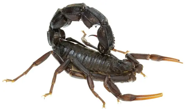 Androctonus bicolor