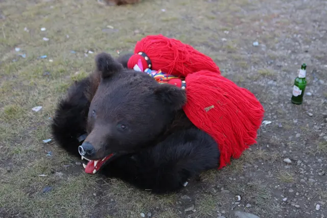 Iako je lov na medvede u Rumuniji zvanično zabranjen od 2016, postoje izuzeci kada je dozvoljeno loviti ove životinje - u cilju kontrolisanja populacije ili odstrela jedinki opasnih po ljude. Prema zvaničnim podacima, od stupanja zabrane na snagu na ovaj način je izlovljeno više 1.500 medveda, a realan broj je prema nekim procenama mnogo veći. Zbog toga su festivali igre medveda meta kritike organizacija za zaštitu životinja.