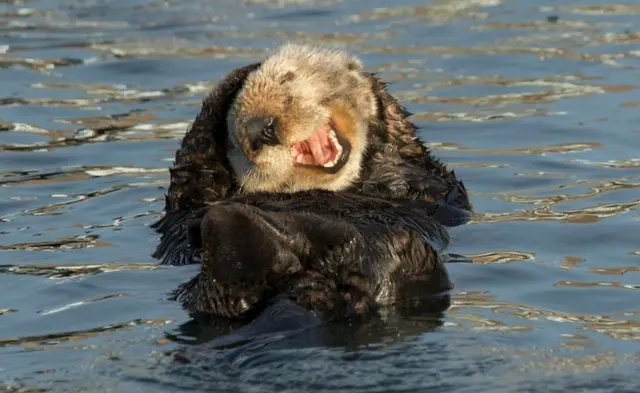 Porsuk