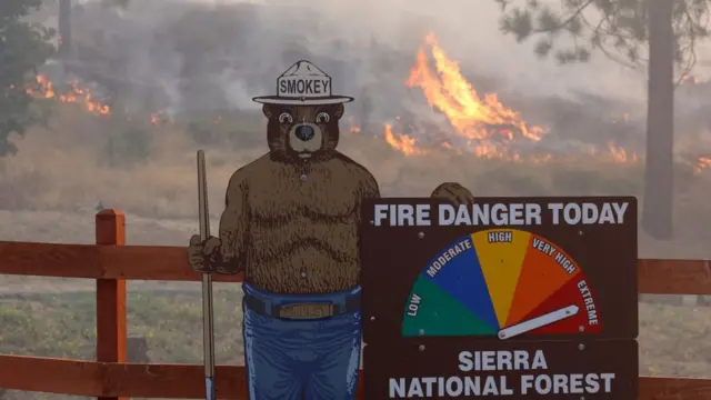 smokey bear