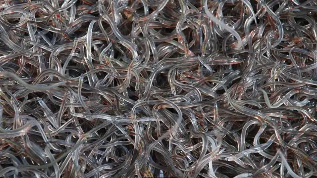 "ثعابين السمك الزجاجية"