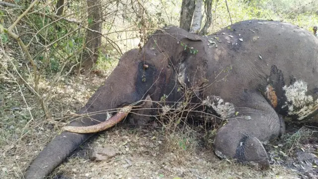 யானைகள் உயிரிழப்பு