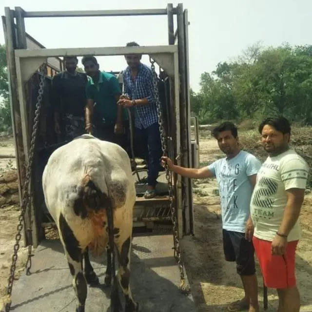 गाय के साथ गोपाल