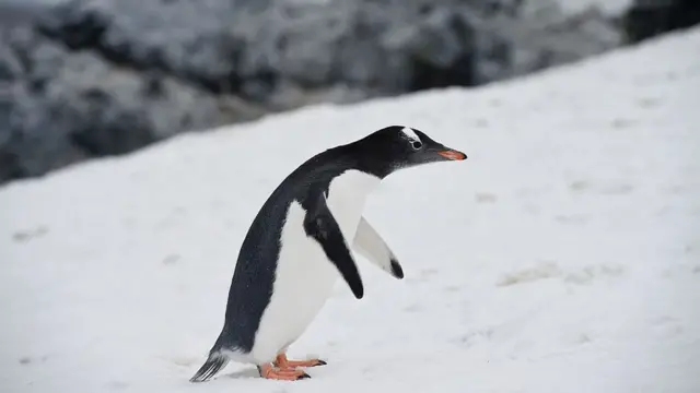 पेंगुइन पक्षी