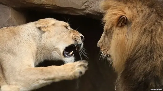 गिर के शेरों की मौत