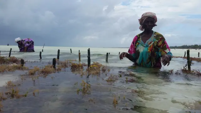 Mwani umebadilisha mtazamo sio tu kiuchumi lakini hata kitamaduni katika kisiwa cha Zanzibar