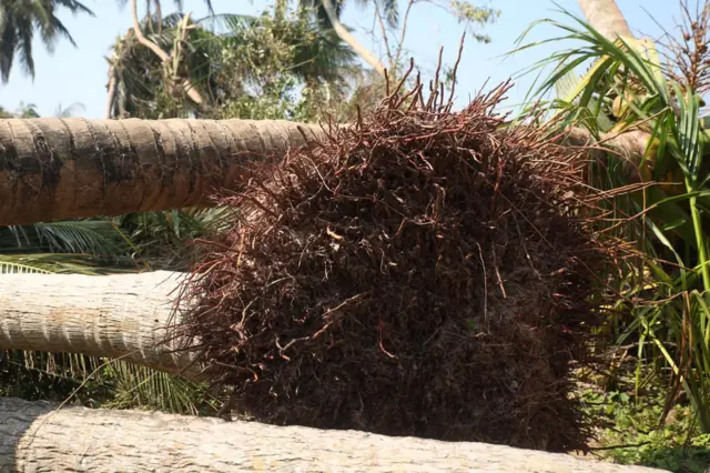 ధ్వంసమైన కొబ్బరి తోటలు