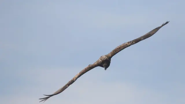 Akbaba