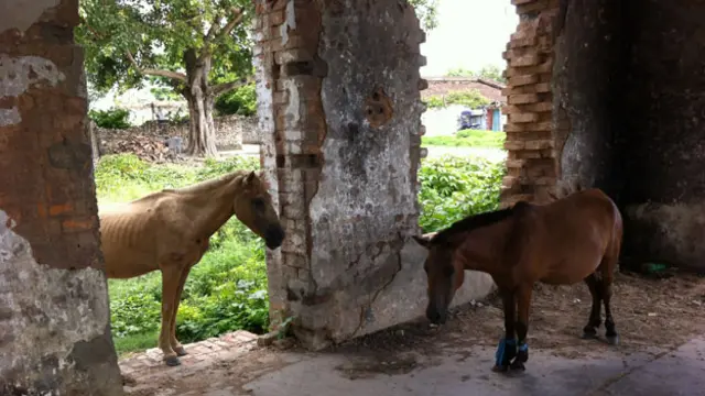 Ponies