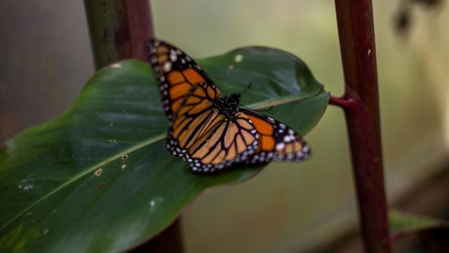 Una mariposa monarca en Bogotá.