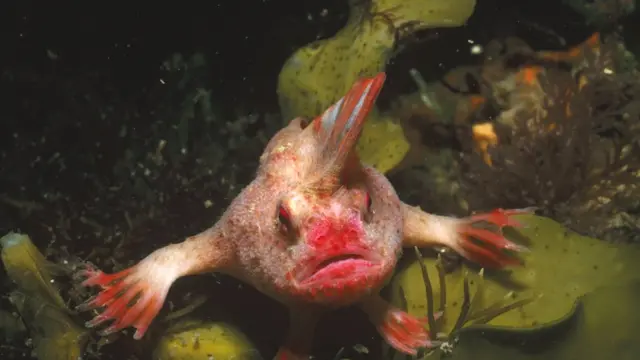 سمكة الأيدي