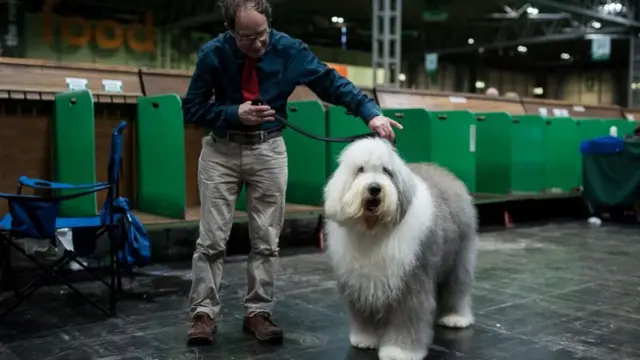 Хозяин готовит бобтейла к выходу на сцену на второй день выставки