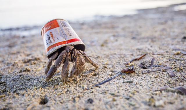帕劳贝利流岛（Peleliu Island) 的这只寄居蟹，以空罐子为家。